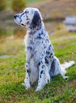 pixwords italiano SETTER