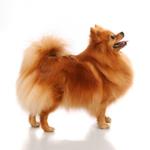 pixwords italiano SPITZ