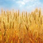 pixwords italiano GRANO