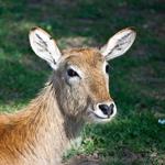 pixwords italiano CERVO