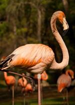 pixwords italiano FENICOTTERO