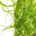 pixwords italiano ALGHE