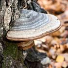 pixwords italiano CHAGA