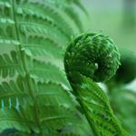 pixwords italiano FELCE