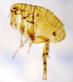 pixwords italiano PULCE